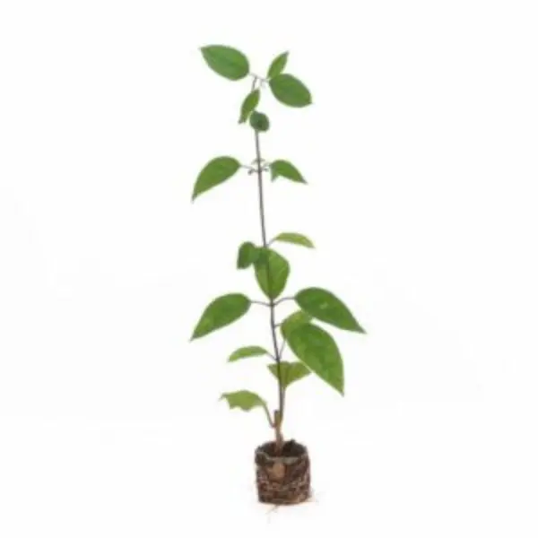 GARLIC VINE - MANSOA ALLIACEA