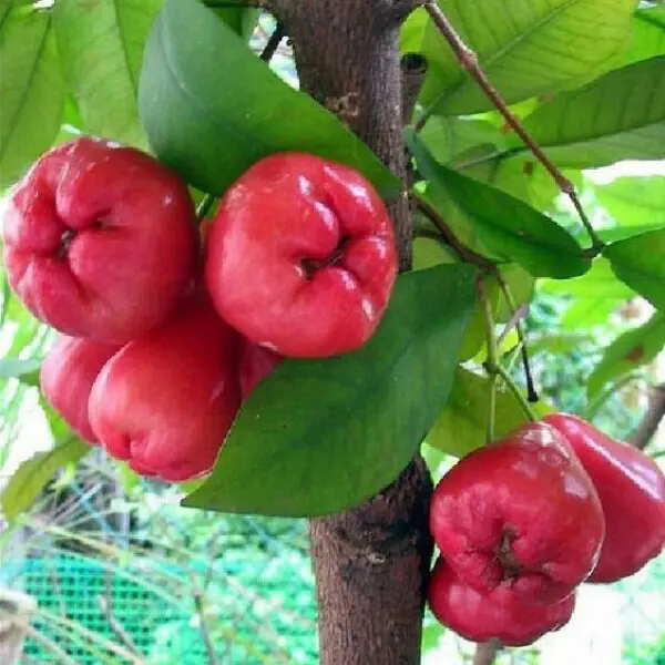 ROSE APPLE / CHAMBA / JAMAN