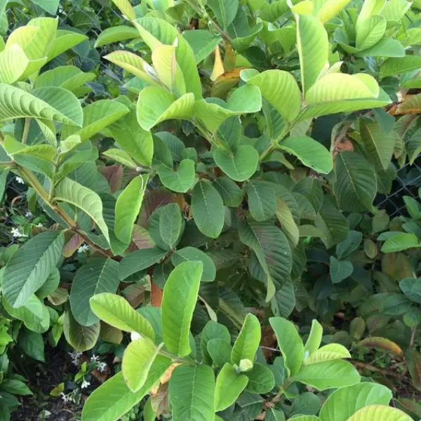 PINK GUAVA GRAFTED