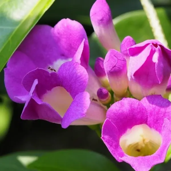 GARLIC VINE - MANSOA ALLIACEA
