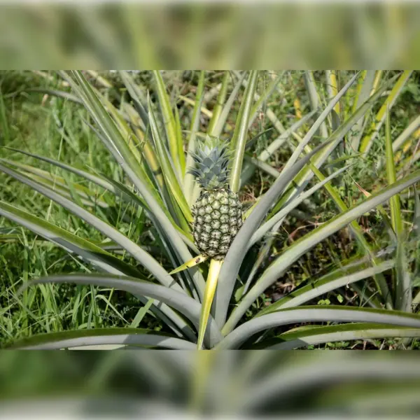 PINEAPPLE (HYBRID)/ KAITHACHAKKA