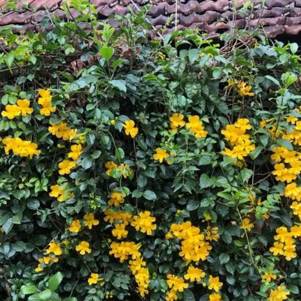 GOLDEN CASCADE CREEPER