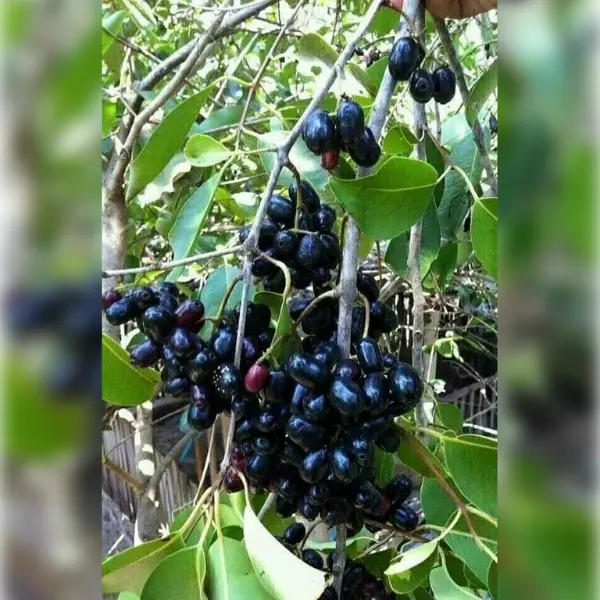 JAMUN / JAVA PLUM / INDIAN BLACKBERRY