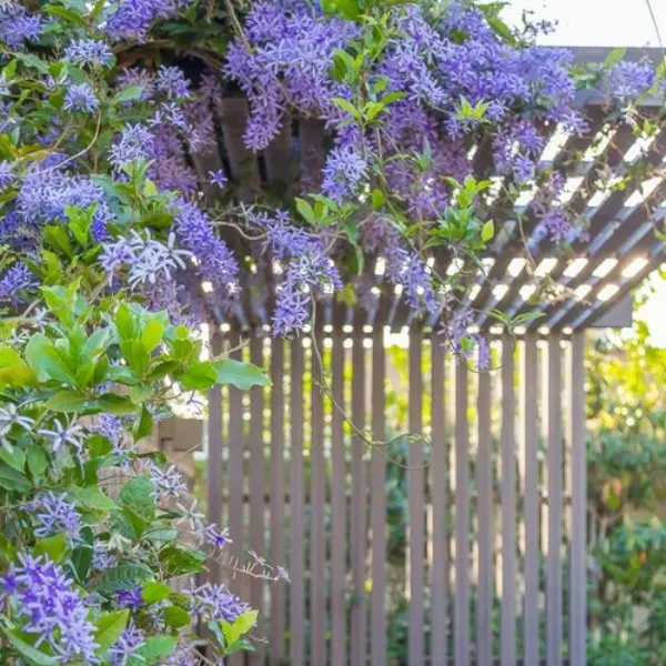 PETREA VOLUBILIS - NILAMANI- SANDPAER VINE