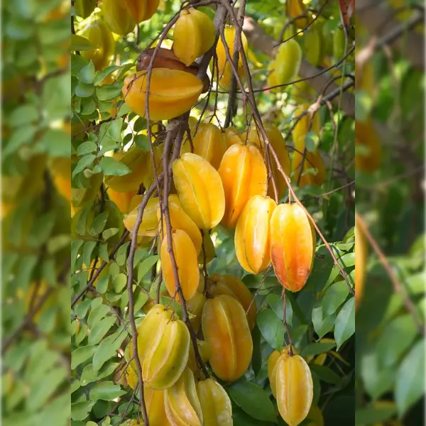 STAR FRUIT GRAFTED / CARAMBOLA / CHATHURAPULI