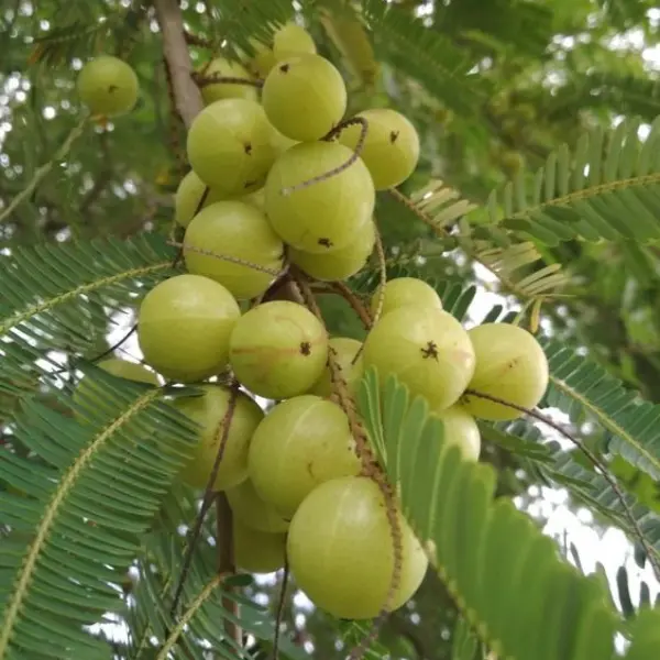 Gooseberry / NELLIKKA/ AMLA