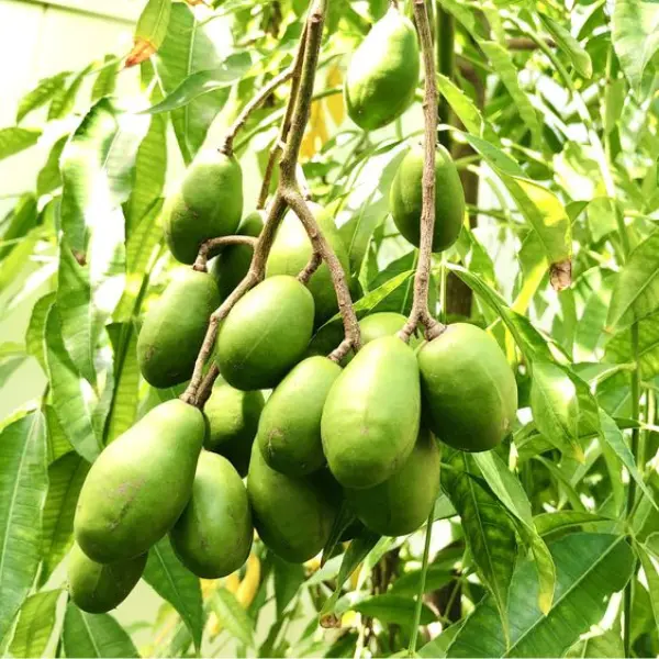 AMBAZHAM / HOG PLUM / WILD MANGO