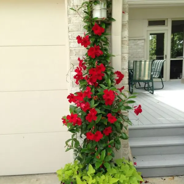 MANDEVILLA RED / ROCKTRUMPET