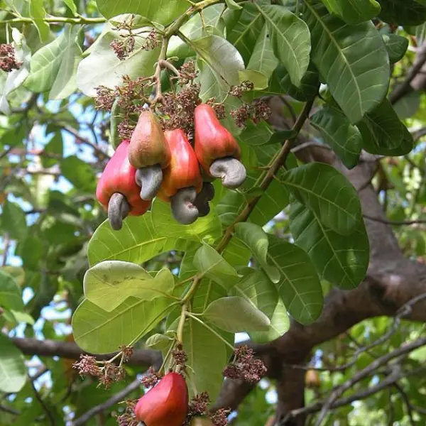 CASHEW NUT PLANT