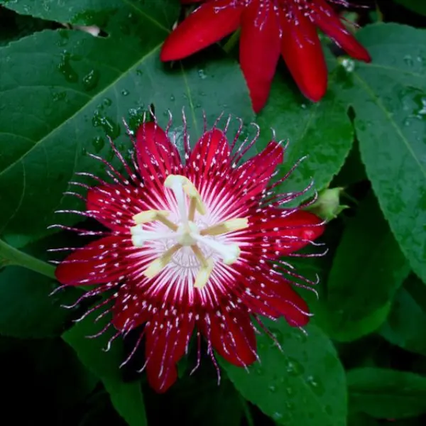 PASSIFLORA RED / PASSION FLOWERS / PASSION VINES