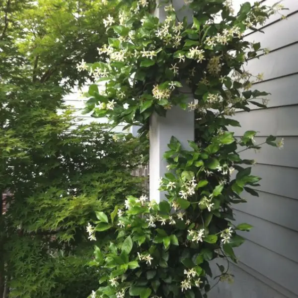 JASMINE NITIDUM – CHRISTMAS JASMINE- MANIMULLA – CREEPER