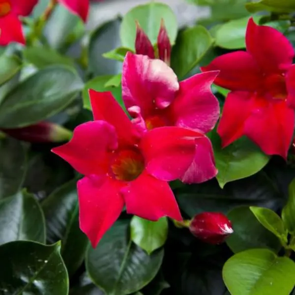 MANDEVILLA RED / ROCKTRUMPET