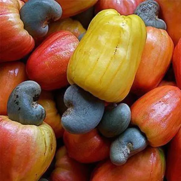 CASHEW NUT PLANT