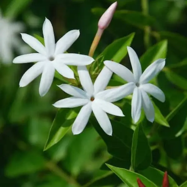 JASMINE NITIDUM - CHRISTMAS JASMINE- MANIMULLA - CREEPER