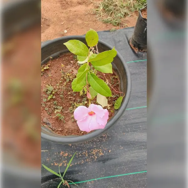 MANDEVILLA PINK / ROCKTRUMPET