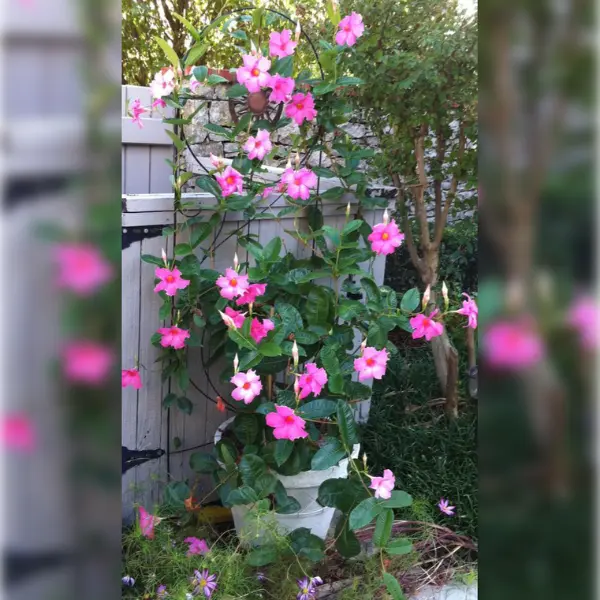 MANDEVILLA PINK / ROCKTRUMPET