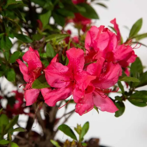 AZALEA RED / RHODODENDRON