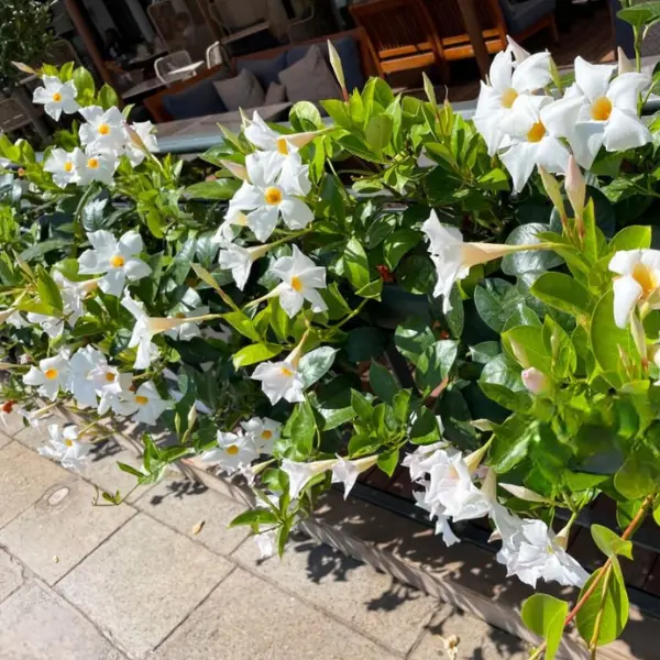 MANDEVILLA WHITE/ ROCKTRUMPET