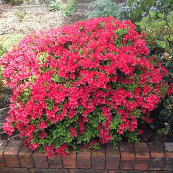 AZALEA RED / RHODODENDRON