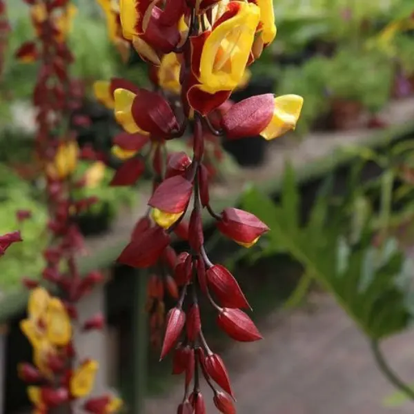 LADY SHOE FLOWER / INDIAN CLOCK VINE, DOLL'S SHOES - EXOTIC CREEPER