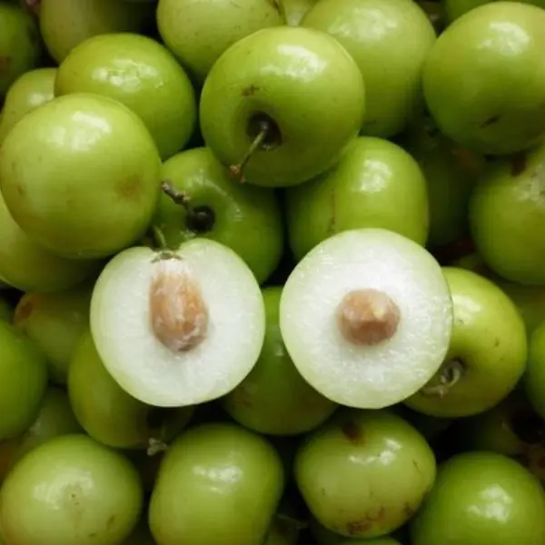 BER APPLE / INDIAN JUJUBE / CHINESE APPLE