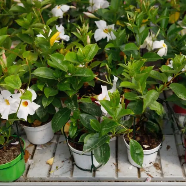 MANDEVILLA WHITE/ ROCKTRUMPET