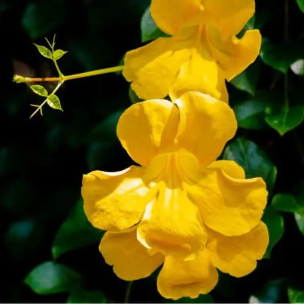 CATS CLAW - YELLOW TRUMPET VINE-DOLICHANDRA UNGUIS-CATI- AROUND 2 FT