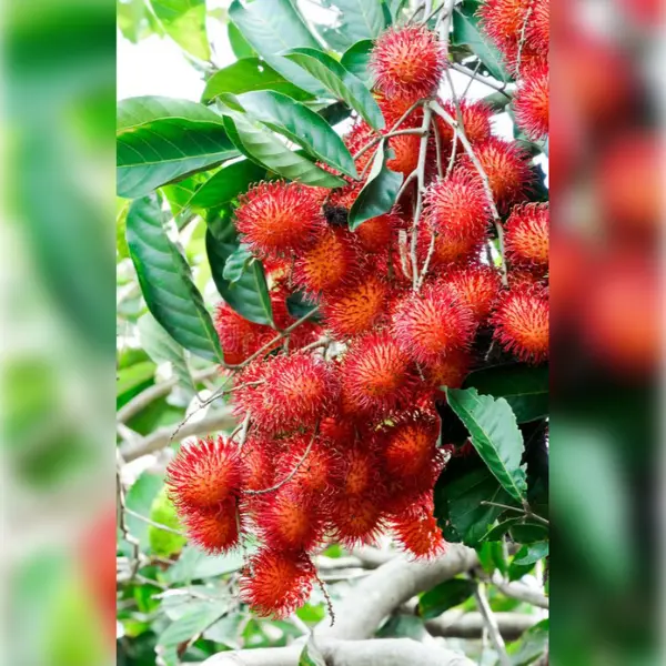 RAMBUTAN PLANT