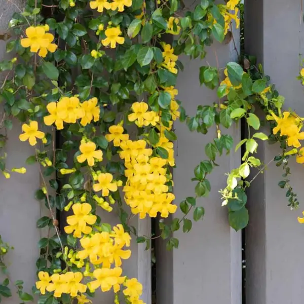 CATS CLAW - YELLOW TRUMPET VINE-DOLICHANDRA UNGUIS-CATI- AROUND 2 FT