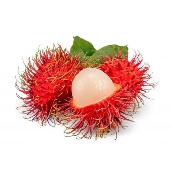 RAMBOOTAN PLANT