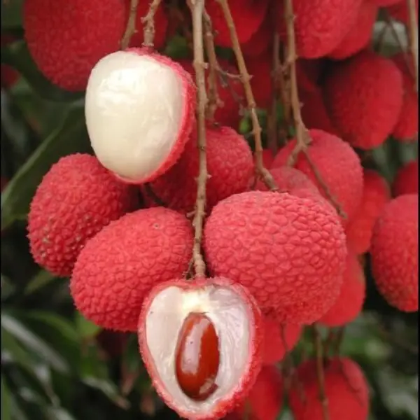 LYCHEE / LITCHI PLANT