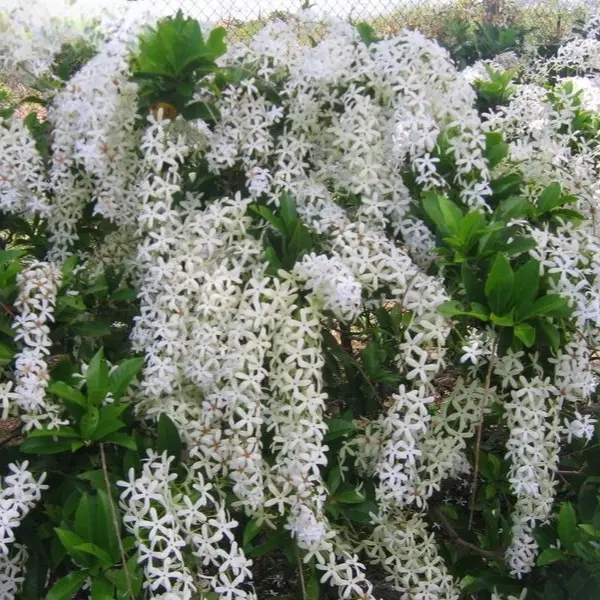 WHITE PETREA / SANDPAPER VINE / QUEEN'S WREATH