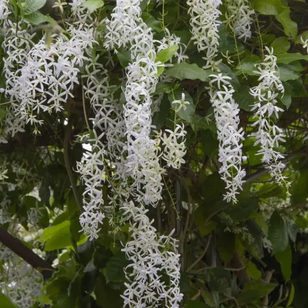 WHITE PETREA / SANDPAPER VINE / QUEEN'S WREATH