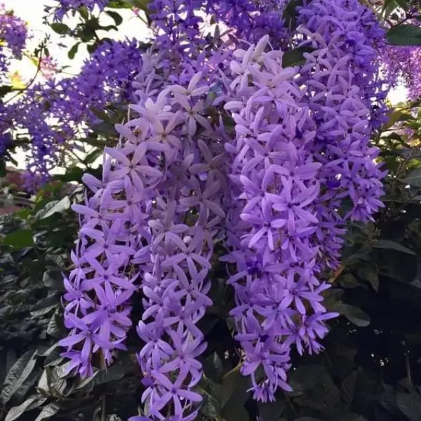 PETREA VOLUBILIS - NILAMANI- SANDPAER VINE