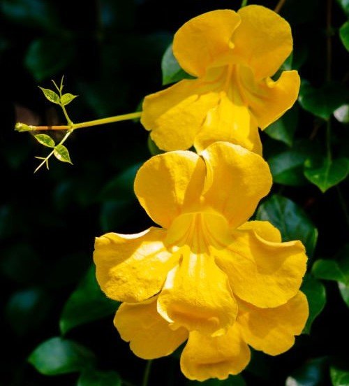 CATS CLAW YELLOW TRUMPET VINEDOLICHANDRA UNGUISCATI AROUND 2 FT