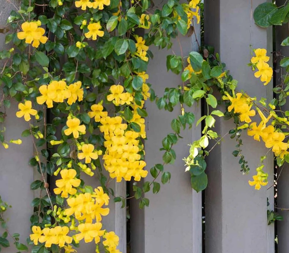CATS CLAW YELLOW TRUMPET VINEDOLICHANDRA UNGUISCATI AROUND 2 FT