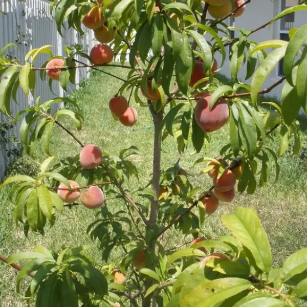 PEACH FRUIT