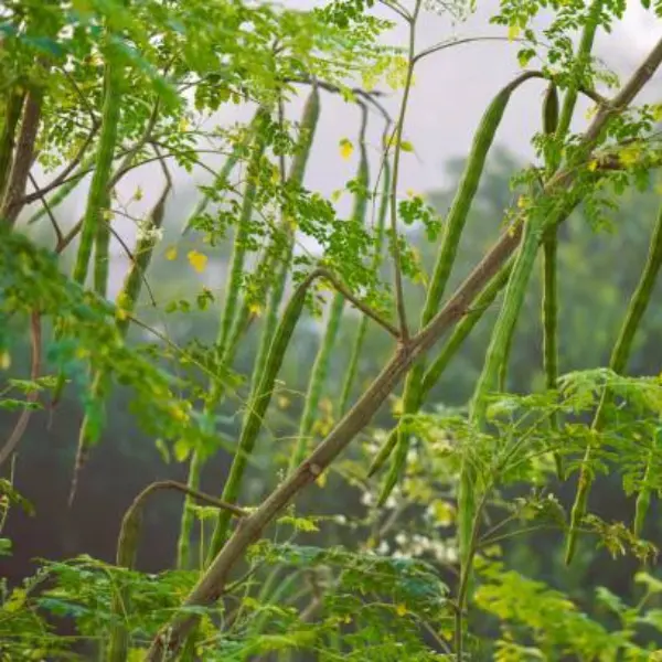 DRUMSTICK / MURINGA / MORINGA