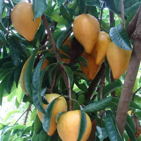 CANISTEL / EGG FRUIT / MUTTAPAZAM